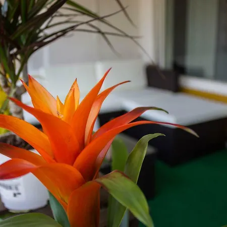 Zur Tulpe *
